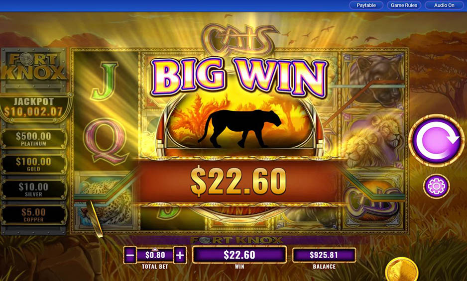 Fort Knox Cats carousel image 5